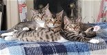 Te koop 3 kittens - 0 - Thumbnail