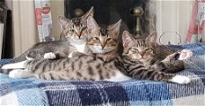 Te koop 3 kittens