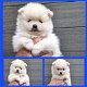 Pomeranian - 0 - Thumbnail