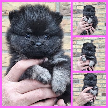 Pomeranian - 2