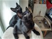 Blauwe Rus kruising Burmese kittens - 0 - Thumbnail