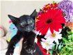 Blauwe Rus kruising Burmese kittens - 2 - Thumbnail