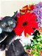 Blauwe Rus kruising Burmese kittens - 3 - Thumbnail