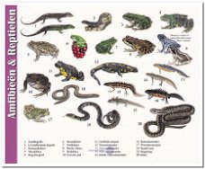 Ansichtkaart: Amfibieën & Reptielen