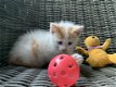 Boerderij kittens - 2 - Thumbnail