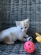 Boerderij kittens - 6 - Thumbnail