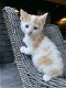 Boerderij kittens - 7 - Thumbnail