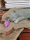 tuinbeeld poes van beton , kat - 5 - Thumbnail