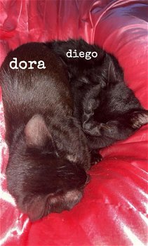 dora & diego - 0