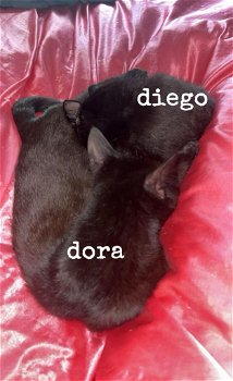 dora & diego - 1