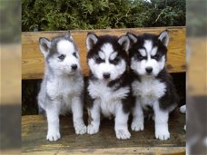 Twee Mooie Siberische Husky pups