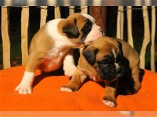 boxer pups beschikbaar met garantie !