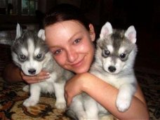 siberische husky pups