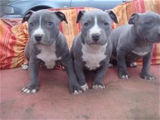 American pitbull pups