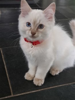 Ragdoll kitten met stamboom - 0