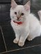 Ragdoll kitten met stamboom - 0 - Thumbnail