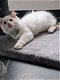 Ragdoll kitten met stamboom - 2 - Thumbnail