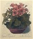 Albert Aichinger (1866- XX) Houtsnede 'Geranium in platte vaas' ~1930 Gesigneerd - 0 - Thumbnail