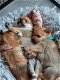 Pomeriaan X keeshond PUPS - 0 - Thumbnail