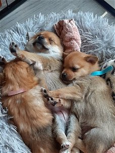 Pomeriaan X keeshond PUPS