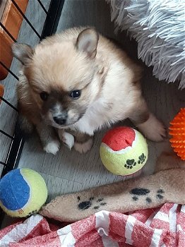 Pomeriaan X keeshond PUPS - 5