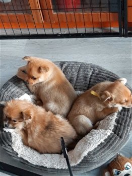 Pomeriaan X keeshond PUPS - 6