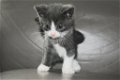 Kittens - 0 - Thumbnail