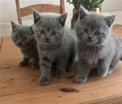 5 Britse Korthaar kittens te koop: - 0