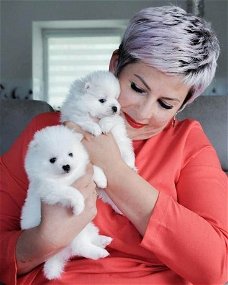 Twee geweldige T-Cup Pomeranian-puppy's