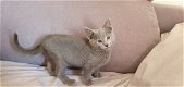 Blauwe Rus kittens met Stamboom - 3 - Thumbnail