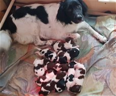 engelse springer spaniël pups