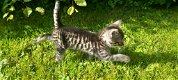 Lieve kittens - 2 - Thumbnail