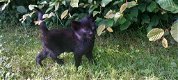 Lieve kittens - 4 - Thumbnail