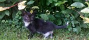 Lieve kittens - 5 - Thumbnail