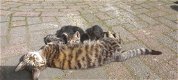 Lieve kittens - 7 - Thumbnail