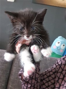 Kitten en moeder te koop