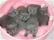 Blauwe Rus kittens met stamboom - 2 - Thumbnail