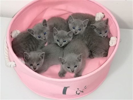 Blauwe Rus kittens met stamboom - 4