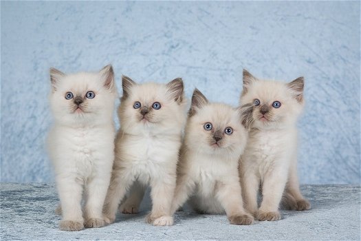 Ragdoll kittens - 5