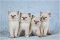 Ragdoll kittens - 5 - Thumbnail