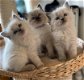 Ragdoll kittens - 6 - Thumbnail