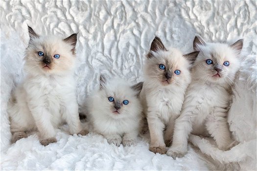 Ragdoll kittens - 7