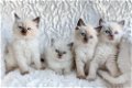 Ragdoll kittens - 7 - Thumbnail