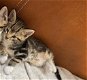 Lieve kitten - katertje - 8 weken - 2 - Thumbnail