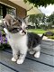 Lieve kittens - 3 - Thumbnail