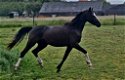 Span B welsh pony's - 4 - Thumbnail