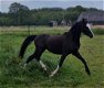 Span B welsh pony's - 5 - Thumbnail