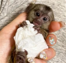 Getemde Marmoset-apen beschikbaar