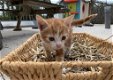 Kitten te koop! - 4 - Thumbnail