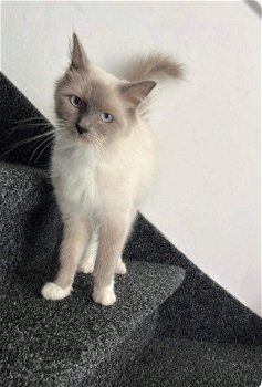 Lieve blue point ragdoll - 0